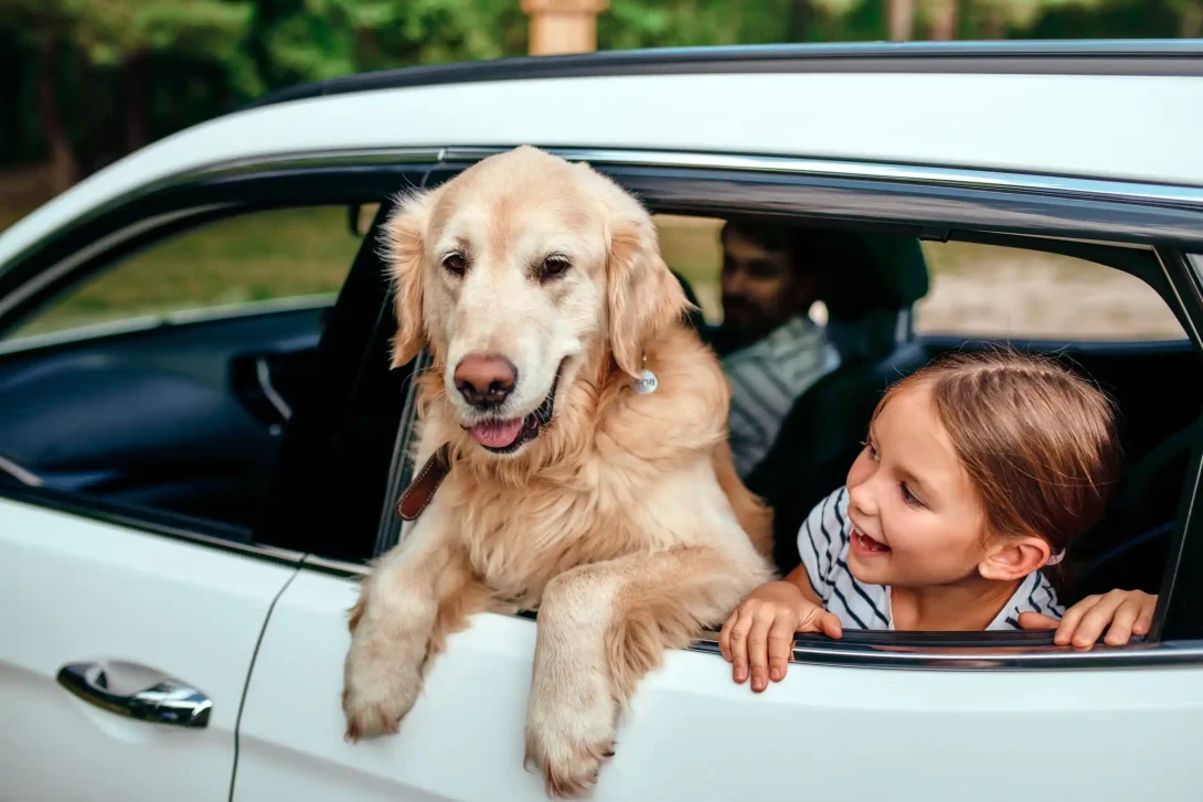 Foto van een schattig klein meisje en haar labrador kijken uit het open achterraam van een witte auto.